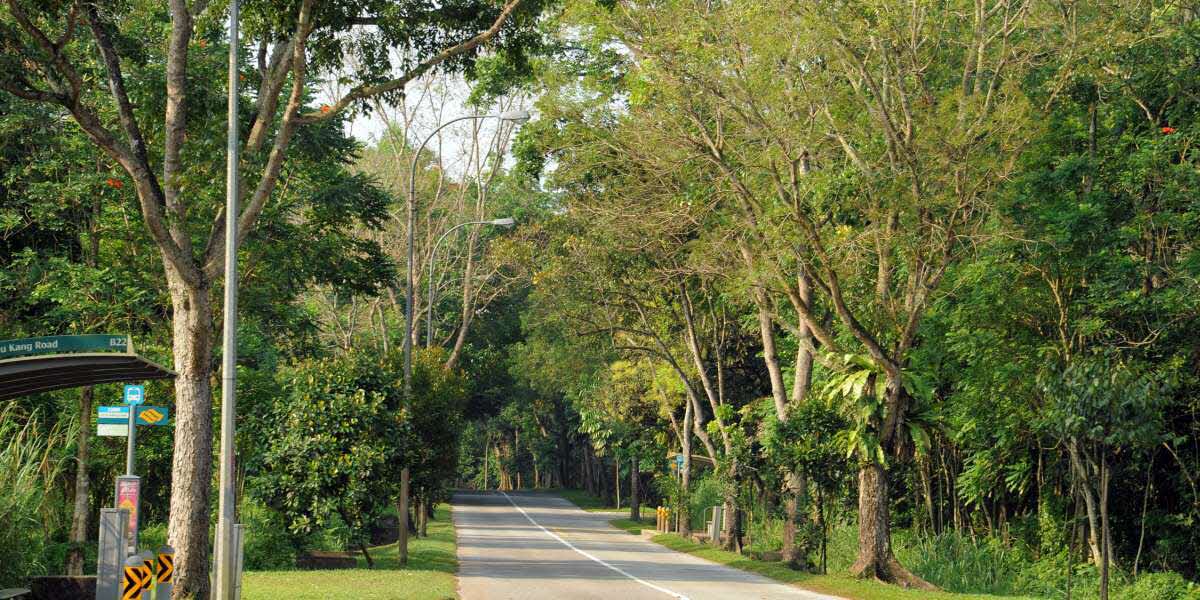 lim chu kang road